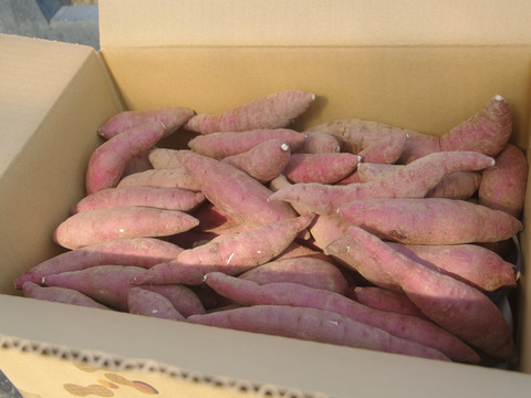 小さめ芋大好き✨べにはるか4.7kg【農薬化学肥料栽培期間中不使用】S～３Sサイズを集めた2024年産さつまいも