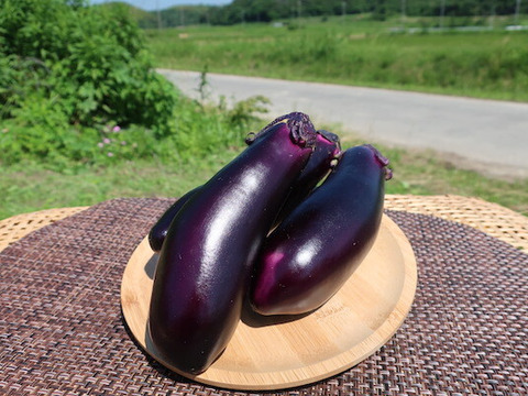 栄養たっぷり！夏野菜セット出口農園厳選6品目（約2kg）！！