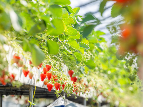 濃厚な甘さ！長野県産『真紅の美鈴』280g×２p