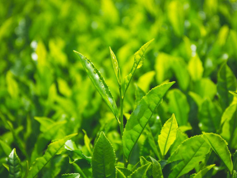 2袋★サッパリ♪「りょうふう」水出し煎茶ティーバッグ★ボトルに入れて冷蔵庫に置くだけ・20個入り