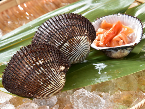 天然活赤貝！周防大島産！大中サイズセット