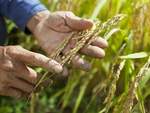 新米予約 滝本米 プレミアム 玄米 10kg 農薬不使用 玄米 化学肥料不使用 特別栽培米