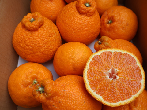 農家直送！しらぬい　2.5kg  【平武農園】〜蛍飛ぶ町から旬の便り〜　和歌山｜有田｜田口｜ギフト