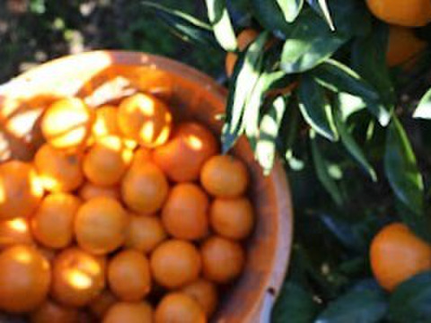 【冬ギフト】農家直送！有田みかん5kg≪Sサイズ 秀品≫【平武農園】～蛍飛ぶ町から旬の便り～　和歌山｜有田｜田口｜ギフト｜こだわり　産地直送　お取り寄せ