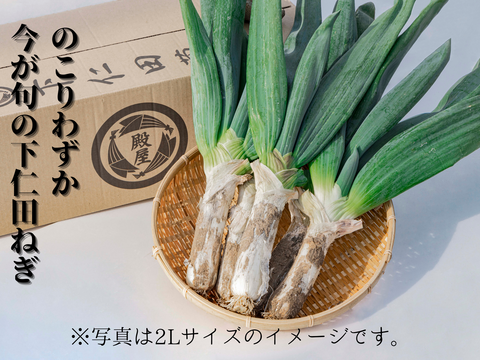 殿様も愛した「下仁田葱」Lサイズ12本