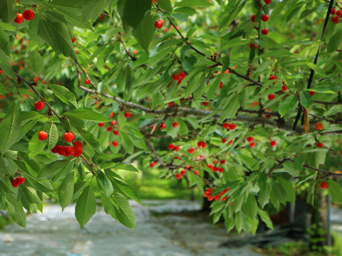 紅秀峰《秀品》Lサイズ以上｜栗原果樹園から旬を直送！山形県産さくらんぼ 500g