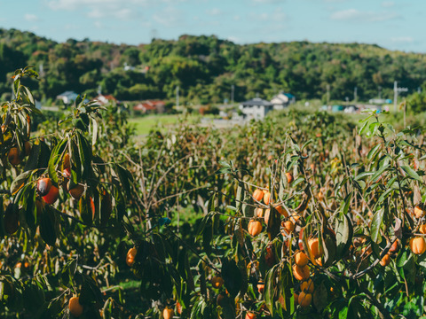 プレミアム干柿SHUKU「西条柿」15玉