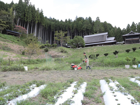 奈良県産伝統和ハーブ『大和当帰』とかぼちゃのディップソース