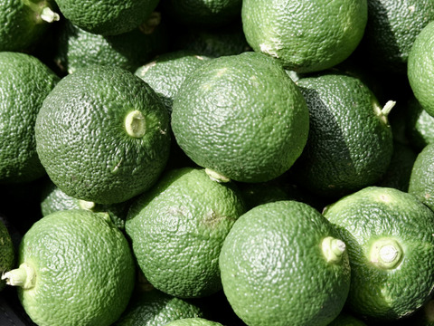 【薬味や香り付けに】青柚子 1kg【防腐剤・ワックス不使用】