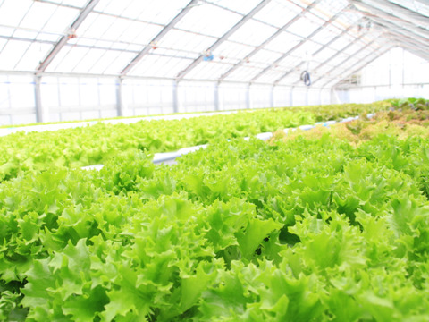 シャキシャキ食感が止まらない！リーフレタス3種の盛り合わせセット☆1キロ☆