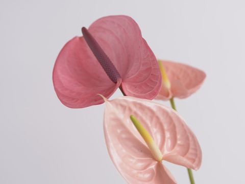 穏やかで優しい色合い！
ピンクのアンスリウムセット（7本前後）