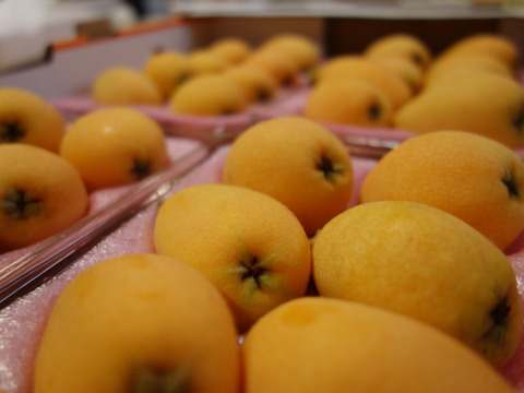 みずみずしい甘さは初夏の味！長崎市産露地びわ「千々（ちぢ）んびわ」１ｋｇ小ぶりなＭサイズ（32玉）・お求めやすいお値段でご提供