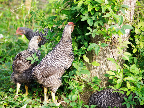 【放し飼い】国産飼料の放牧有精卵『君は太陽』24個入り