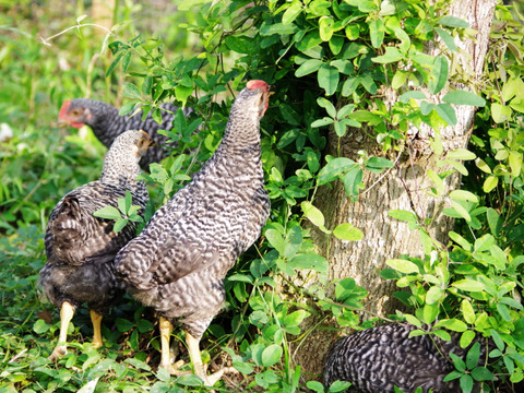 48個入り【放牧有精卵】のびのび暮らす鶏たちの贈りもの