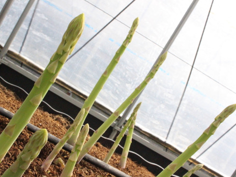 香川県産アスパラガスさぬきのめざめLサイズ１㌔