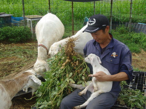 完売しました【農薬化学肥料栽培期間中不使用】🐞生落花生おおまさり＊3㎏＊2024年9月より限定販売