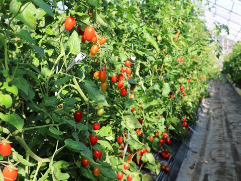 ミニトマト【完熟高糖度アイコ】1kg/箱・海藻肥料アルギットによる高糖度と抜群の旨味