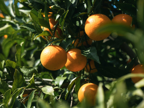 芳醇な香りと果汁あふれる 【清見オレンジ】Aセレクション3kgBOX（2.5kg）