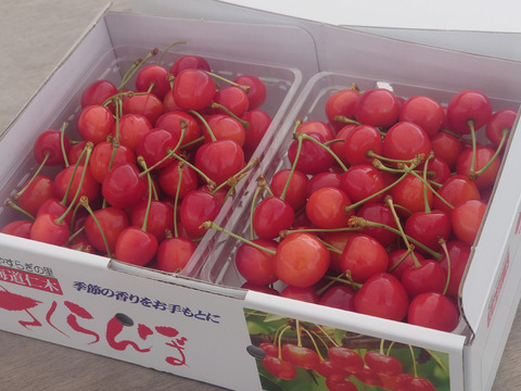 特朝採れさくらんぼ　１キロ　※売り切れたらご注文いただいててもキャンセルさせていただくことになります