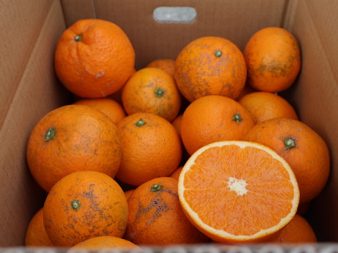 農家直送！きよみオレンジ　小玉訳あり10kg  【平武農園】〜蛍飛ぶ町から旬の便り〜　和歌山｜有田｜田口｜ギフト