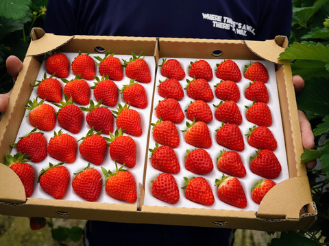 【濃厚いちご🍓】2L-Lサイズ（40-48）粒入り　冬仕立て　あまひめ｜自然の力で育つ、心と体が喜ぶ濃厚いちご〈信州産〉