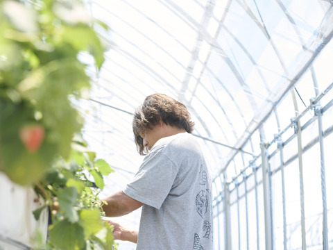 【お中元】朝どれ新鮮夏イチゴ「長野県産」濃厚な味わいのサマーリリカル