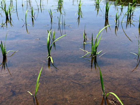 【2025年度産】［精米］自然栽培イセヒカリ5kg（富山県氷見産）