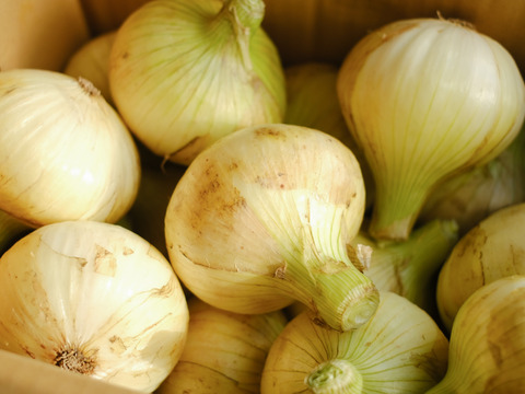 【予約商品】淡路島産新玉ねぎ 〚スイートオニオン』5kg