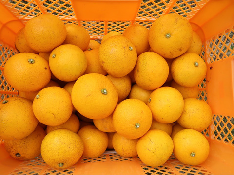 八朔　自然栽培　大人の和風柑橘