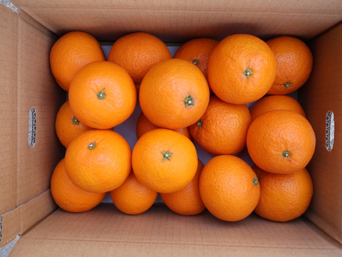 農家直送！きよみオレンジ　5kg  【平武農園】〜蛍飛ぶ町から旬の便り〜　和歌山｜有田｜田口｜ギフト