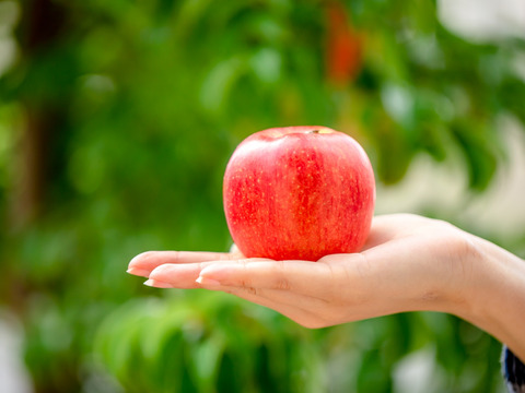 昂林　5㎏13～20玉【ASIAGAP認証農場：津軽農園】9月下旬頃収穫　青森りんご　農家直送