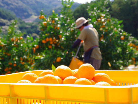 日下農園【早生みかん】サイズ混合5㎏