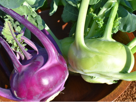 農薬不使用「コールラビ紫・緑の2種セット」約1.5kg彩鮮やかなサラダ野菜！