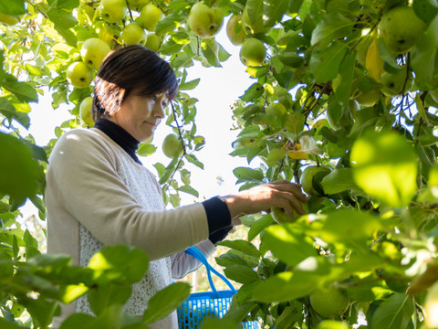 【りんご：王林】癒やしの香り豊かな時間 青りんご特大14～10個程度（5kg程度）