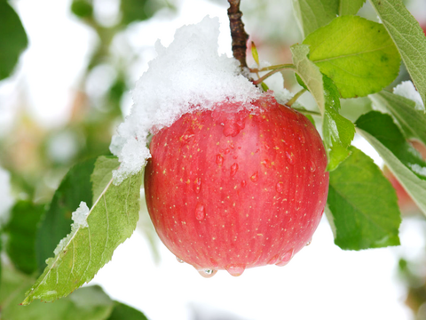 【令和7年１月大雪被害200円寄付】【夜市限定】【毎年１万箱以上売れてます】約３キロ 青森県産りんご「樹上完熟葉とらずふじ」家庭用厳選品