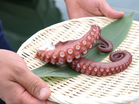 【指定不可】【瀬戸内海産】ぷりっぷり生タコ小サイズ〈2-3人前〉下津井産