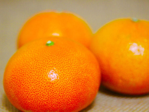 【柑橘食べ比べ】豪華6種セット！和歌山の畑からフルーツ詰め合わせ　約4.5kg