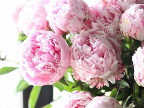 ゴージャス！高級花「大輪シャクヤク」8本ブーケサイズ