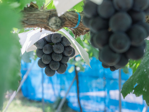 【プレミアムギフト】シャインマスカット・ナガノパープル