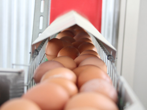 ✨個性がキラリ✨平飼いごちそう卵【あかねの虜】規格外品（40個入） 28歳2児の母がプロデュースする話題の卵【👑大手検索サイト「福岡 卵」表示ランキング１位の農場です👑】