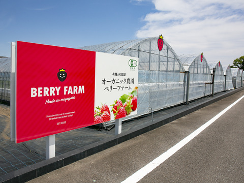 香り豊か！有機いちご「あまおとめ」500g