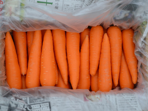 【臭みという言葉を知らない人参】食卓を彩る絶品人参❗️3kg！甘みたっぷり！生でも美味しい！希少価値高い品種！料理しやすいサイズをお届け！食卓に鮮やかなオレンジ色を🧡