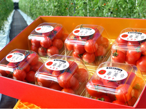 【贈答用】寿美令トマト（250gパック6個／化粧箱入り）フルーツトマト　ミニトマト　アイメック農法