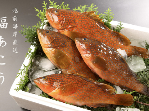 キジハタ(福アコウ) 1.2KG (プロ用)