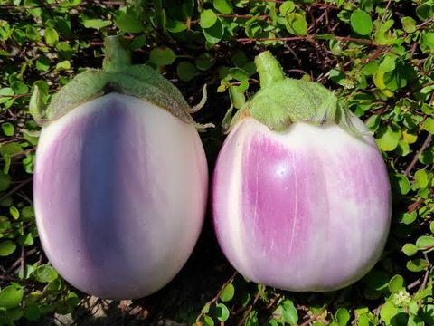 自然栽培 丹沢山麓の固定種・在来種野菜Sセット 4品種　農薬・化学肥料・動物性肥料は一切不使用  菌ちゃん農法