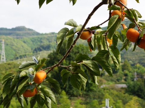 みんなで秋をかじろう！和歌山秋の味覚　たねなし柿　家庭用　少し多めの中箱(80サイズ)18～25個入