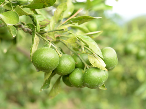 和歌山にしかない品種　一番みかん　5kg　約43個～