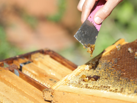 【福袋】はちみつが中からとろ～り♪人気の「ハニーインハニーキャンディ」2袋と、砂糖不使用、はちみつのすっきりした甘さが魅力の「ハニーラテベース」2本の、ホッとひといきセット