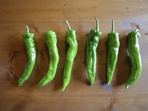 万願寺とうがらしより美味しい？！　『甘唐美人』１kg