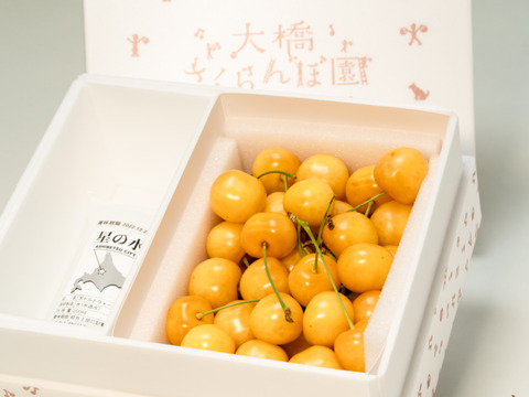 月山錦500ｇ【予約販売】北海道・芦別産さくらんぼ【大橋さくらんぼ園】7月中旬～発送